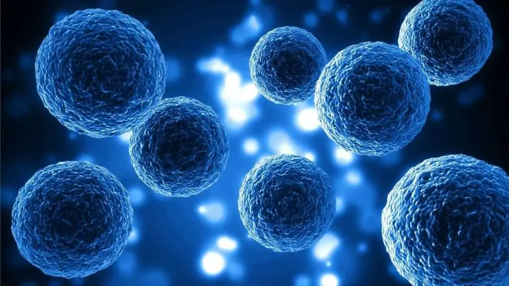 Zellgesundheit verstehen – Energie beginnt im Kleinsten | Emconi Health Care