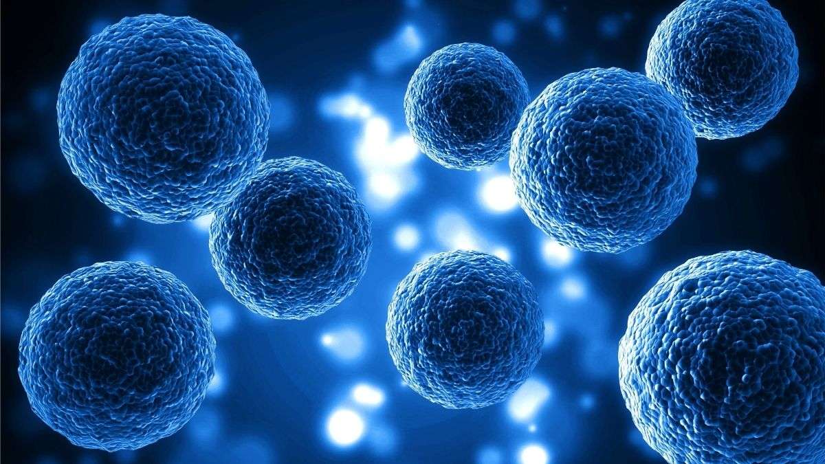 Zellgesundheit verstehen – Energie beginnt im Kleinsten